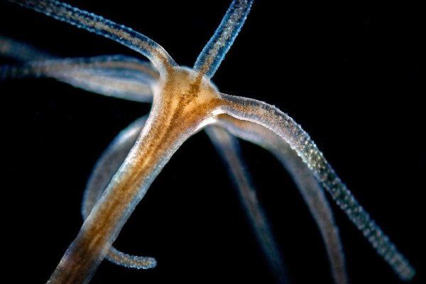 Kraken маркетплейс официальный