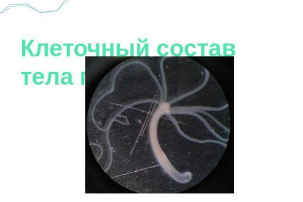 Найти зеркало кракена